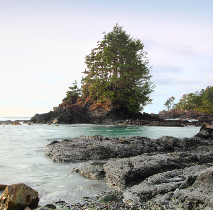 A tree on an island off of Vancouver Island, Canada.