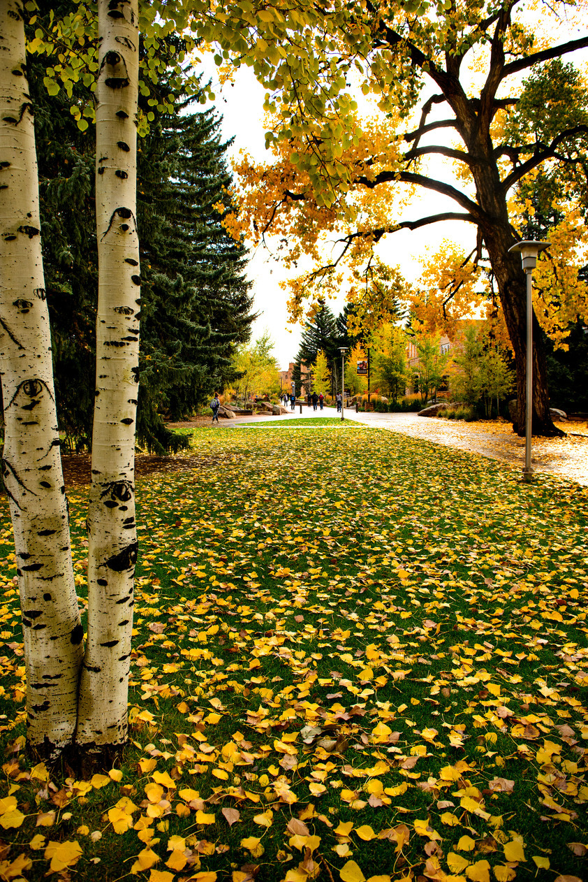 Campus fall view of aspen tree and leaves