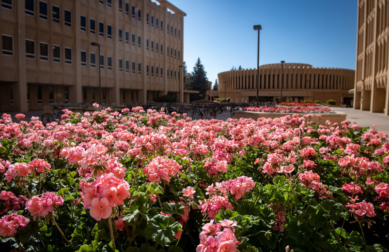Gerariums with the Classroom Building in the background