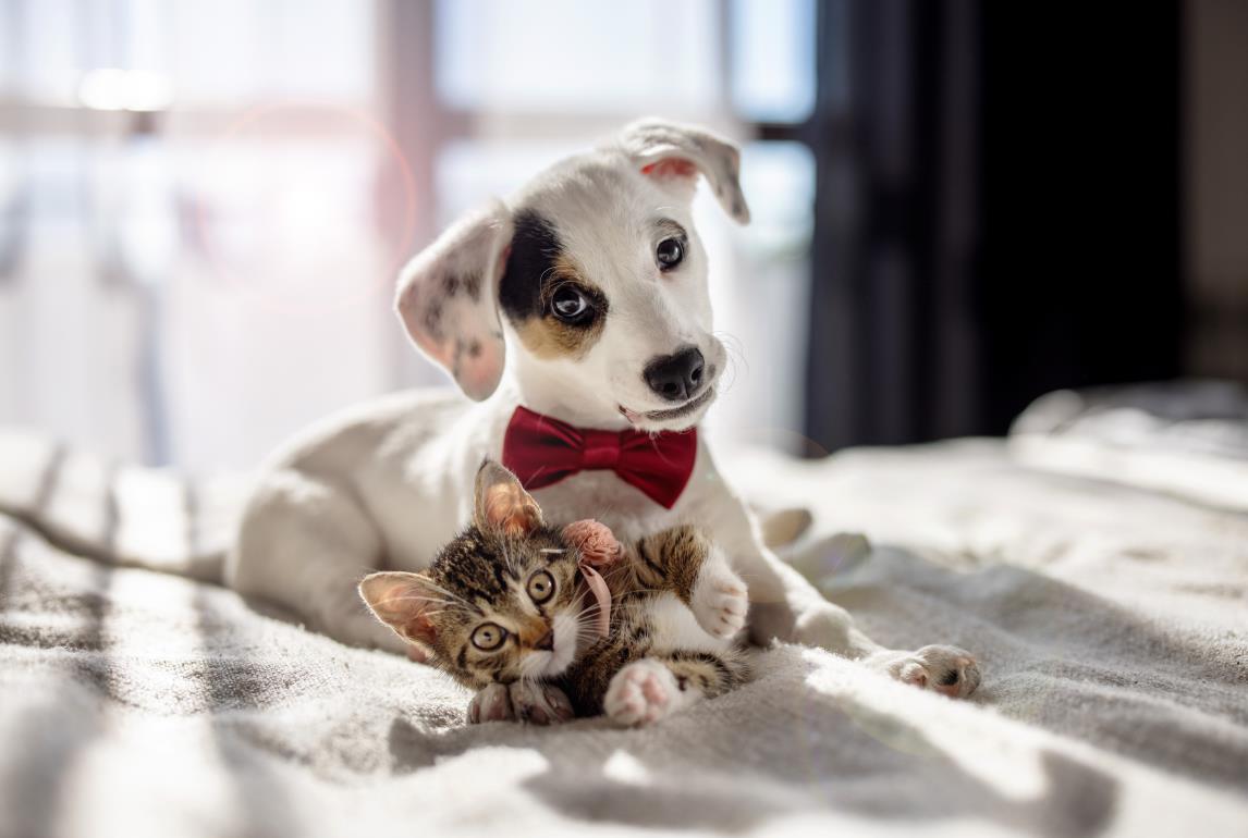 Puppy wearing a bow tie playing with a kitten