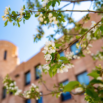 Close of view of a crabapple tree blossum