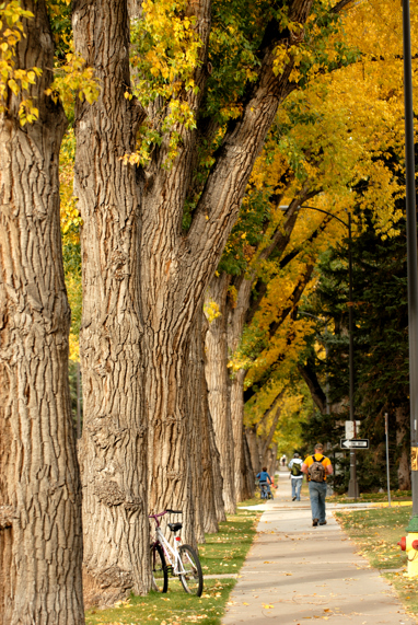 Walker on a sidewalk along tall trees filled with fall colored leaves