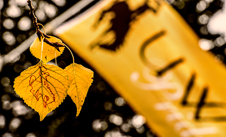 Aspen leaf with Steamboat bucking horse embossed on it. UW Pride flag in the background.
