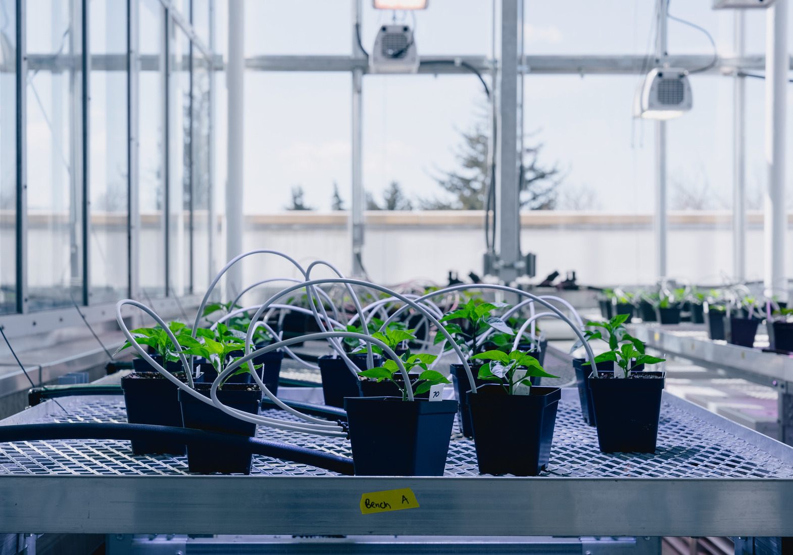 plants sit on a table in a lab