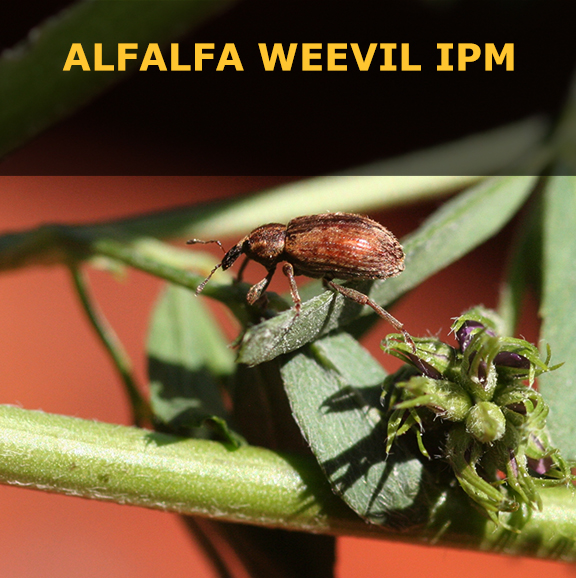 Alfalfa Weevil IPM