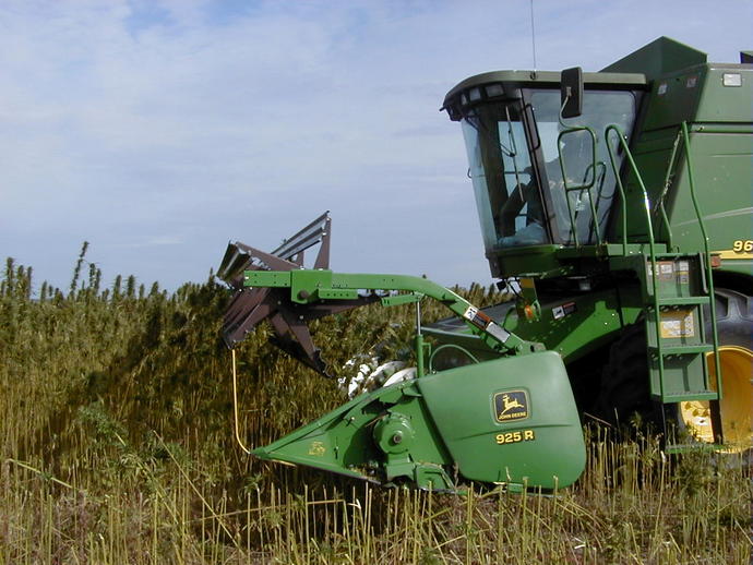 Combine harvest hemp seeds