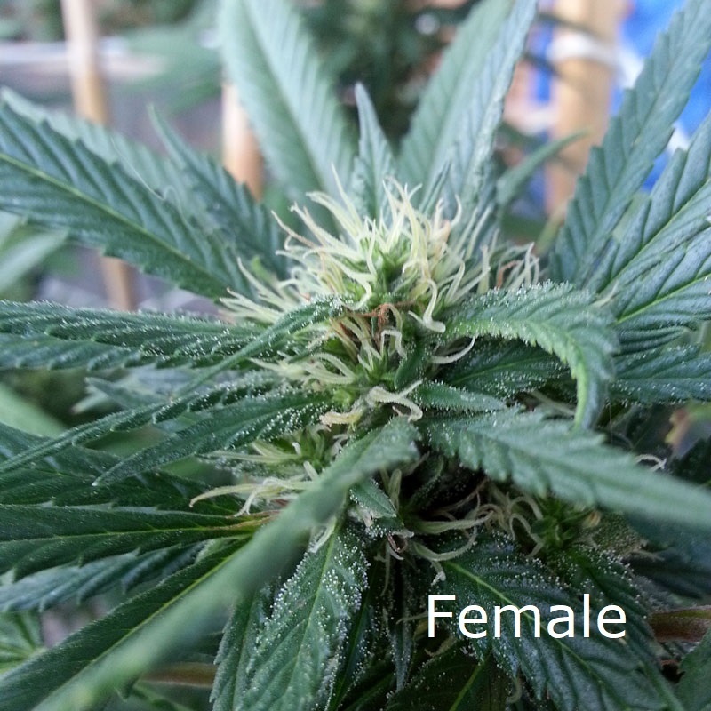 Female hemp plant with flowers and tricomes