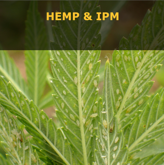 Hemp and IPM