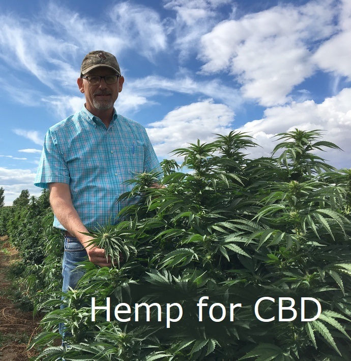 Hemp for CBD is bushier than for hemp grain