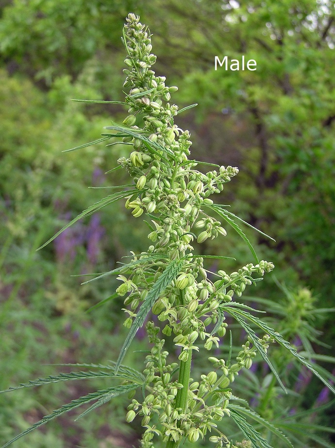 Male hemp plant with pollen sacks