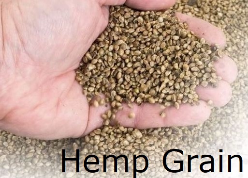 Hemp seeds for a grain crop for other use