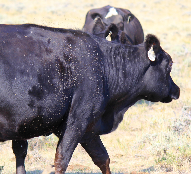 Cow with horn flies