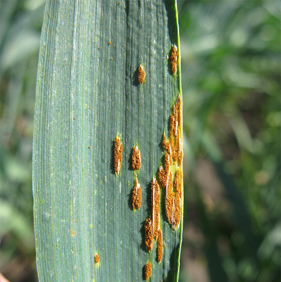 Plant growing bacteria