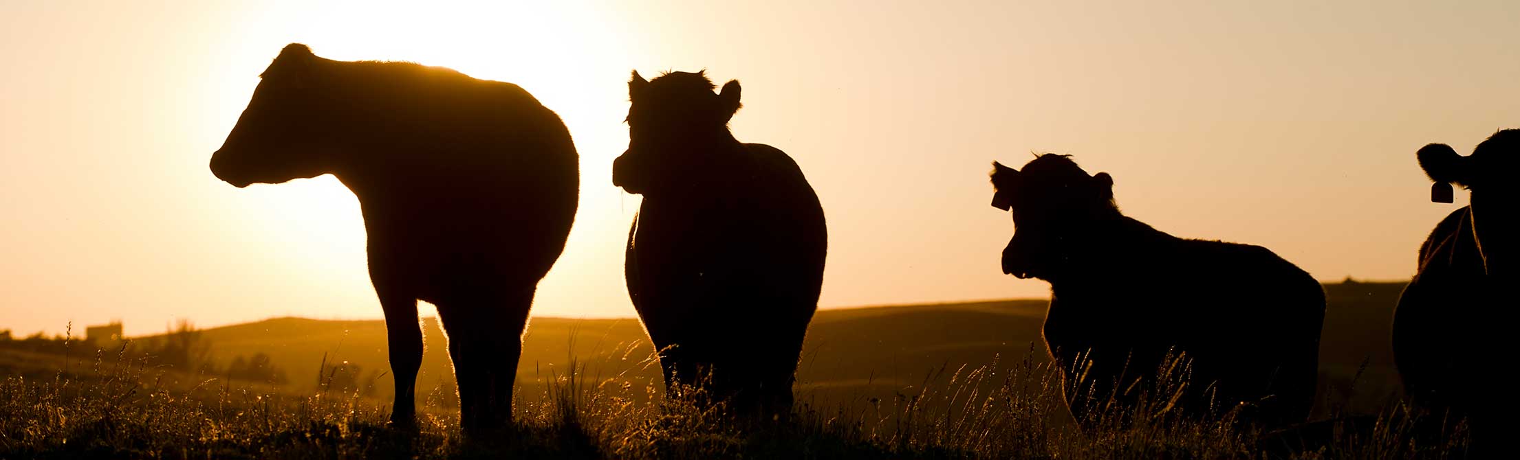 Cattle in Wyoming