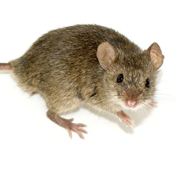 house mouse