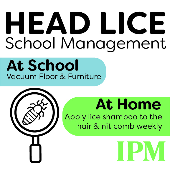 Head Lice