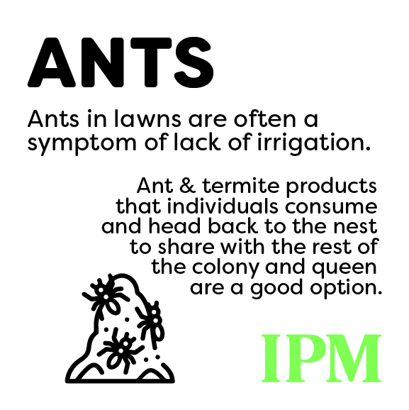 Ants