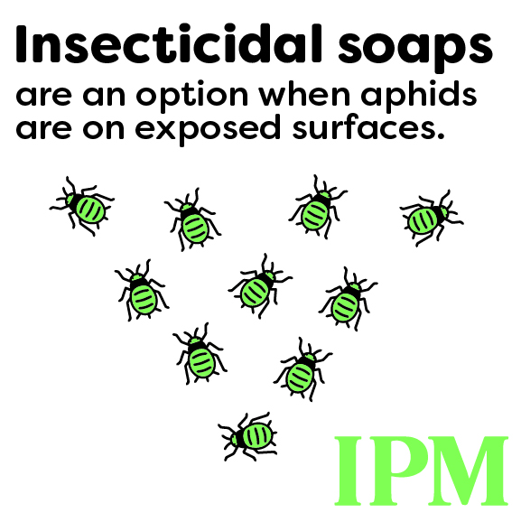 Insecticidal Soap