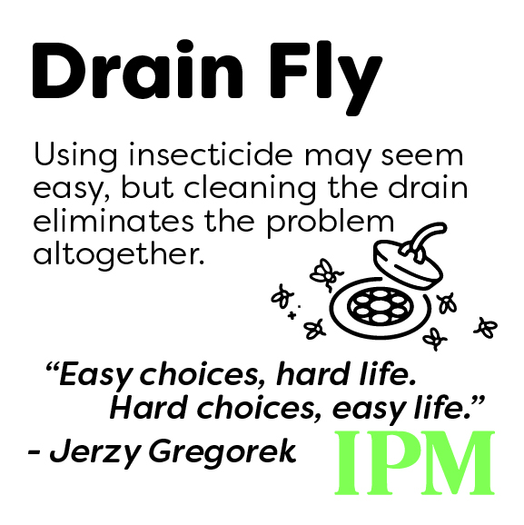 Drain Flies