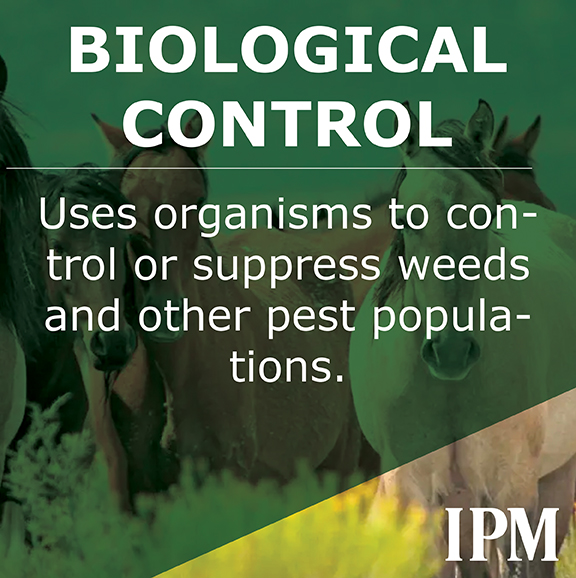 Biocontrol uses organisms to control pests