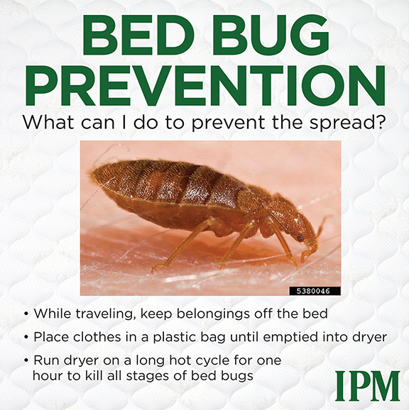 Keep belongings off the bed to prevent the spread of bedbugs