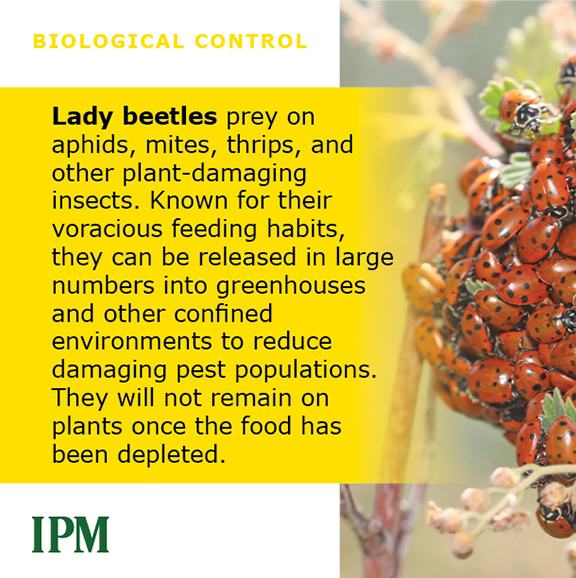 Lady Beetles