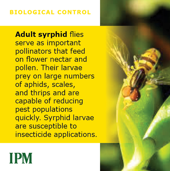 Syrphid Flies