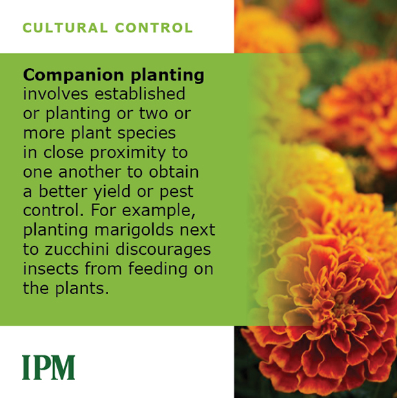 Companion planting