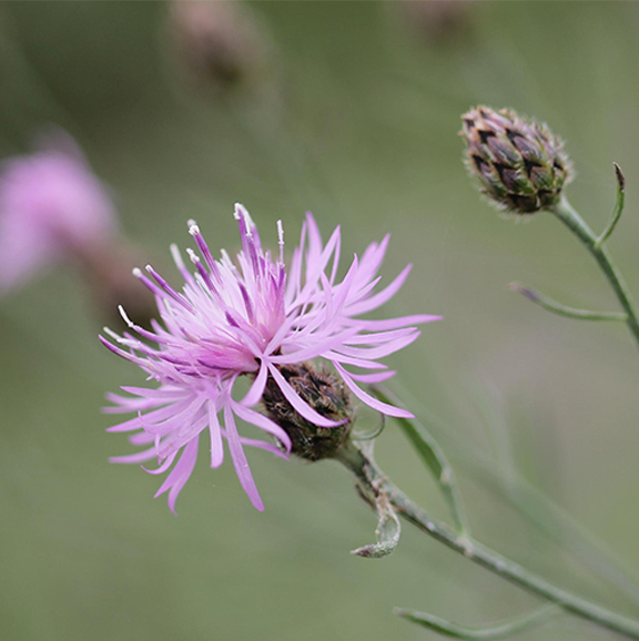 Wild flowers