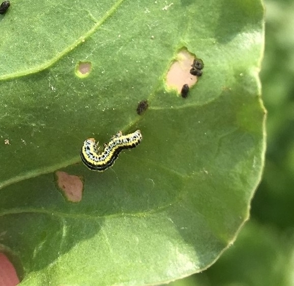 zebra caterpillar on beet leaf