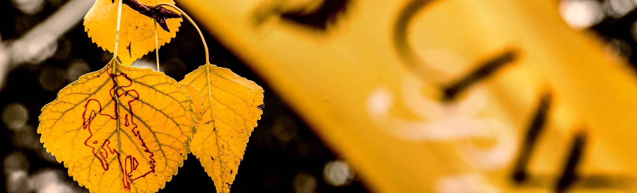 A yellow leaf with a bucking horse and cowboy symbol, and an out of focus UW banner in the background.