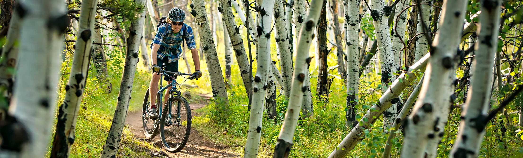 A person biking on a dirt trail surrounded by aspen tree trunks.
