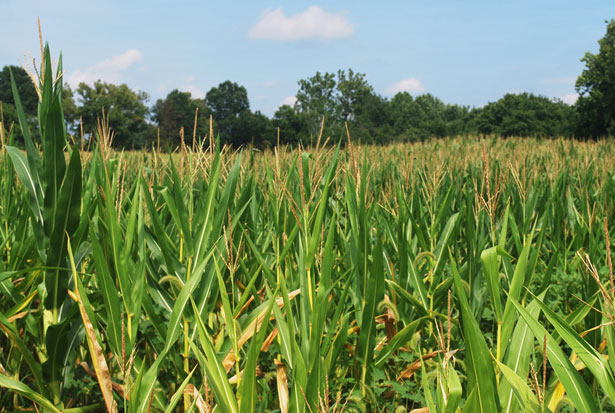 corn field