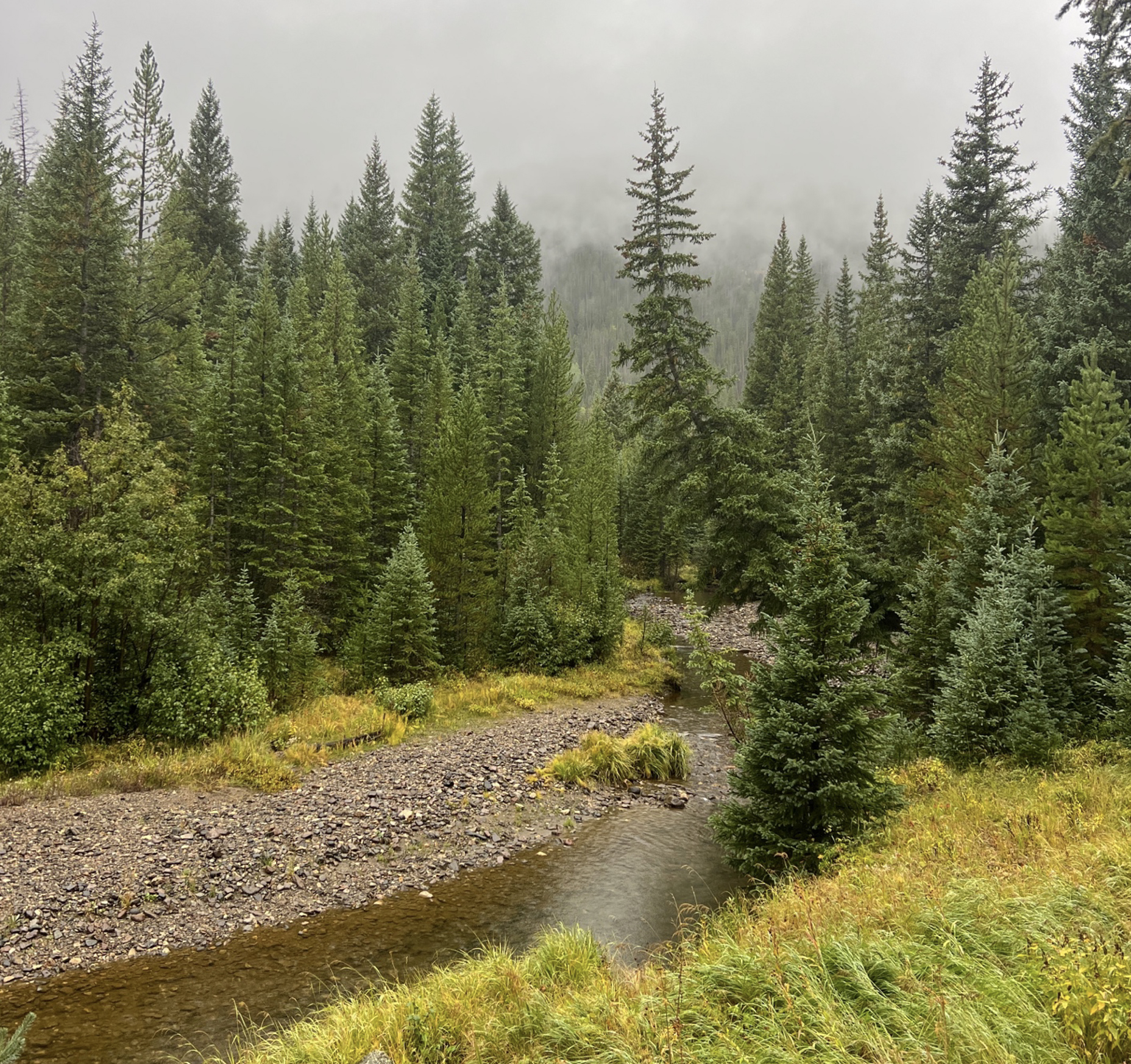 River in forest