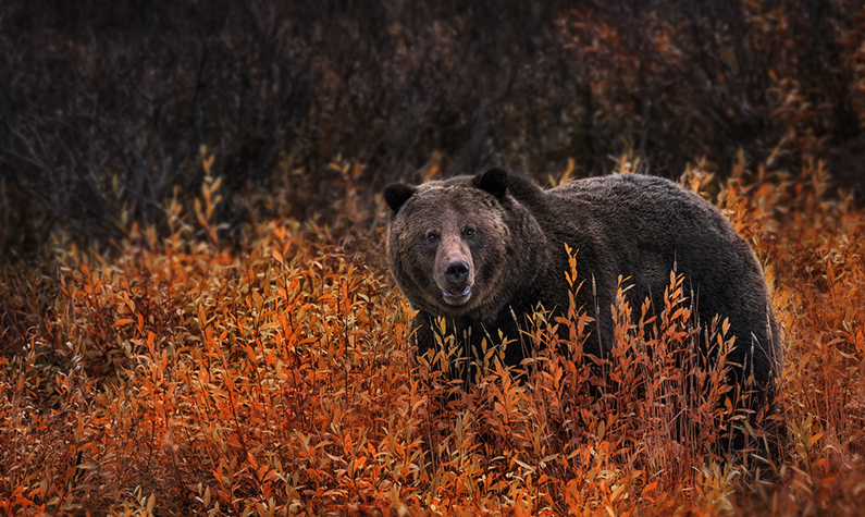 Grizzly bear (Ursus arctos horribilis) 
