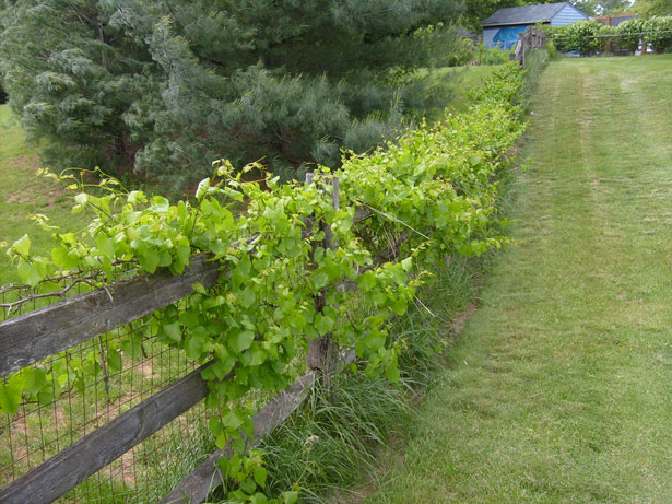 vines on a fence