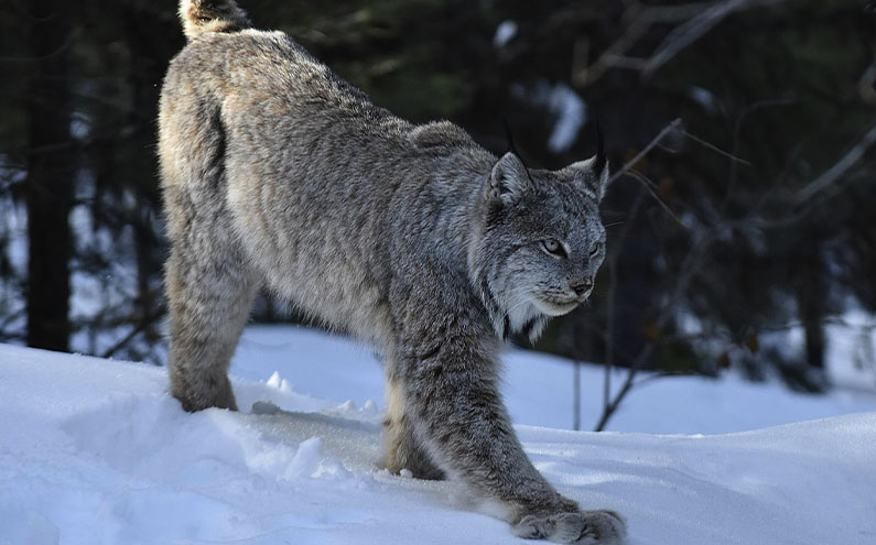 Lynx walking in the snow