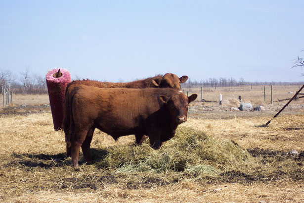 Ranching