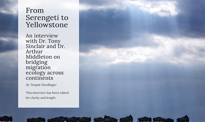Western Confluence magazine thumbnail of From Serengeti to Yellowstone article