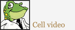 Cell Video