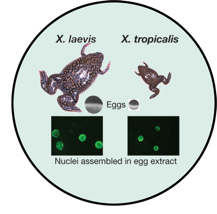 Pictures of X. laevis and X. tropicalis adults, eggs, and nuclei