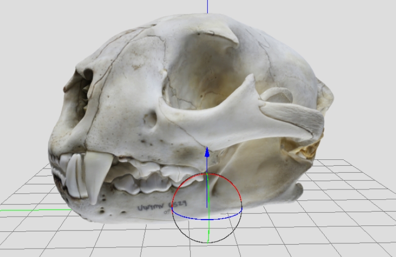 Animal skull in 3D