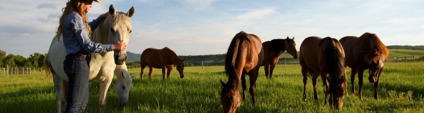 A student with horses.