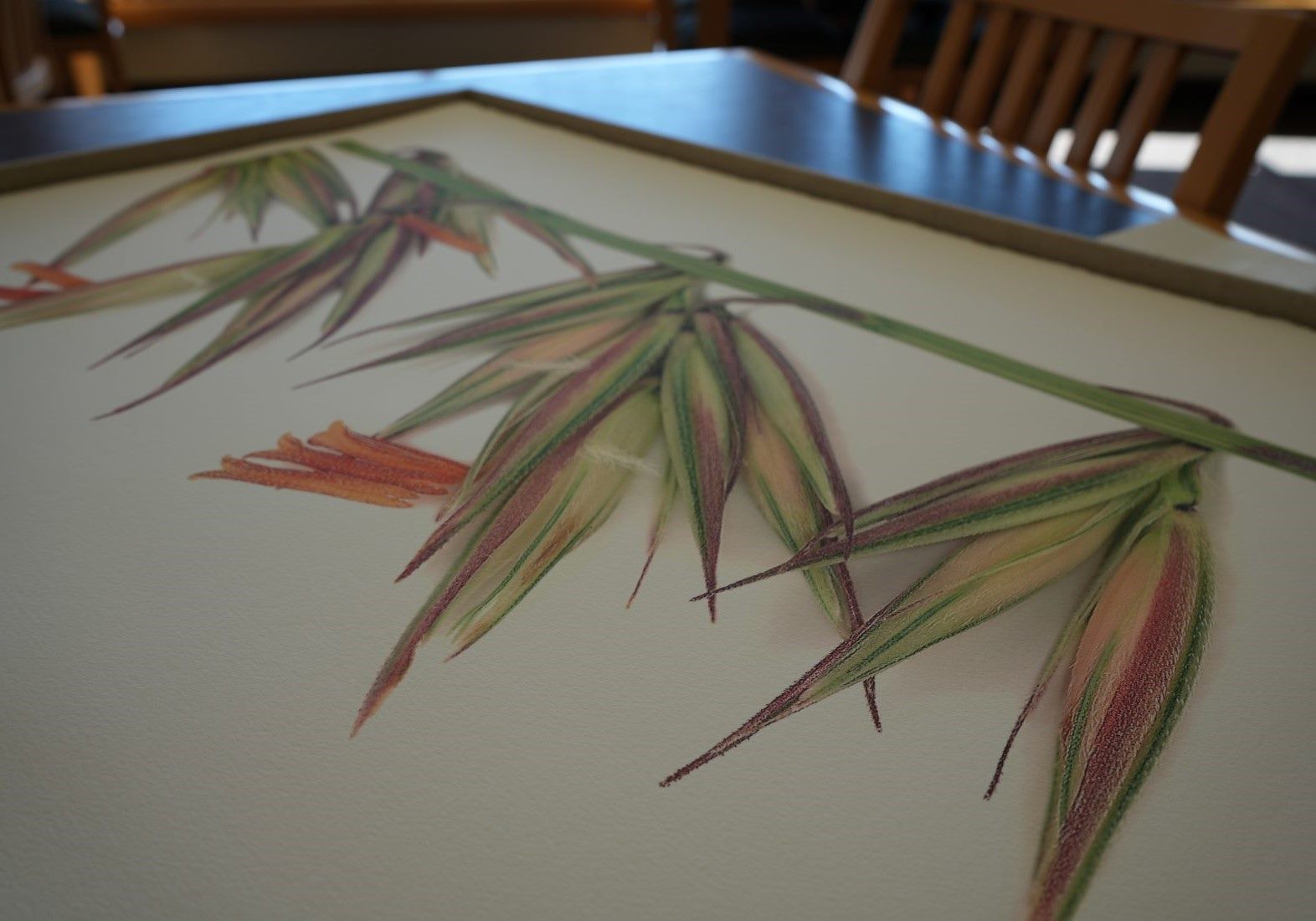 A close up view of one of the grasses featured in the "Native Grasses of the Apache Highlands" by Matilda Essig taken in the Emmet D. Chisum Special Collections Reading Room
