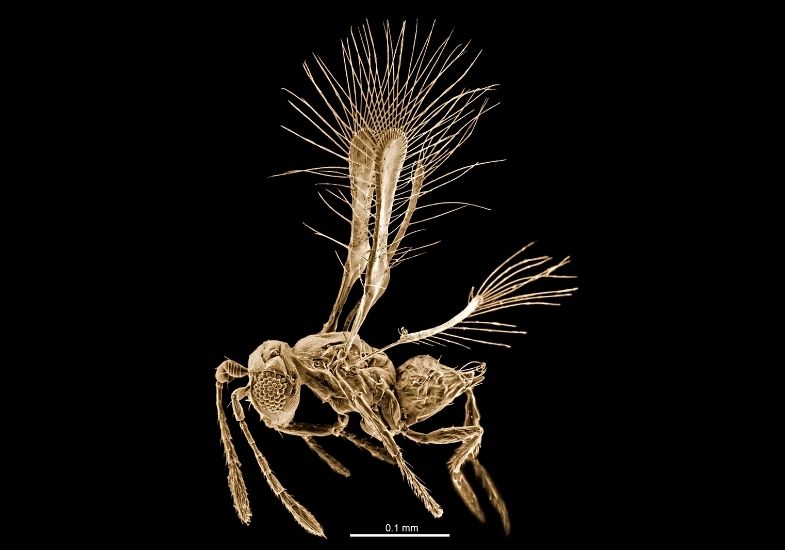 A close-up image shows fairyfly wasps (Family Mymaridae),