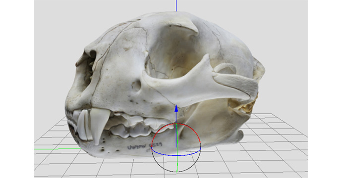 screenshot of a full skull from our 3-D imaging work