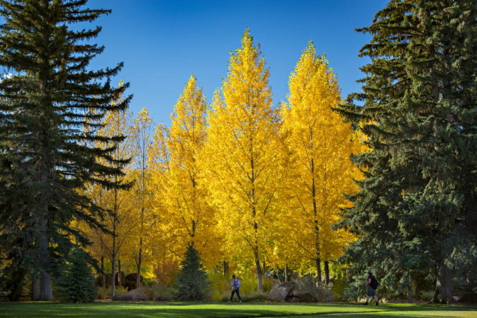 Aspen trees turning yellow during fall on the University of Wyoming campus