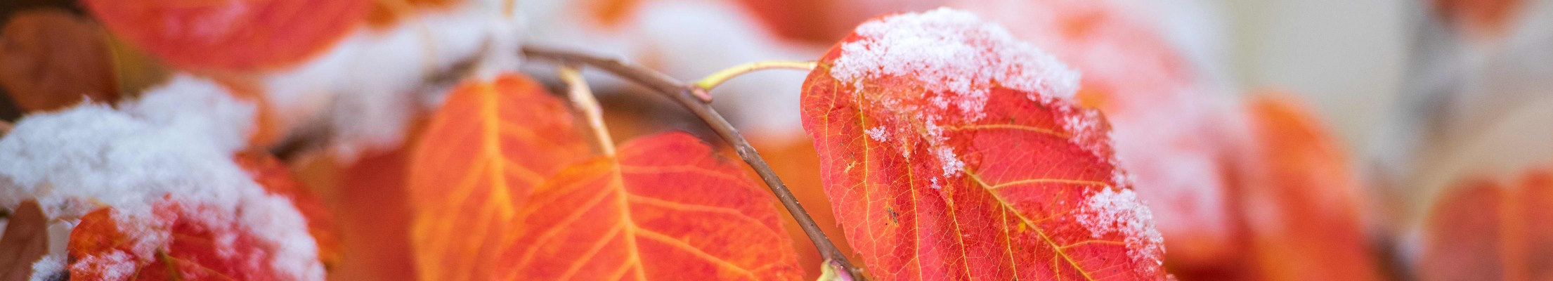 close up view of fall leaves with snow on them on the University of Wyoming campus.