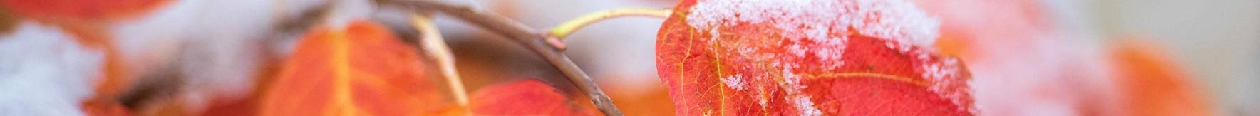 Photo of leaves in the fall.
