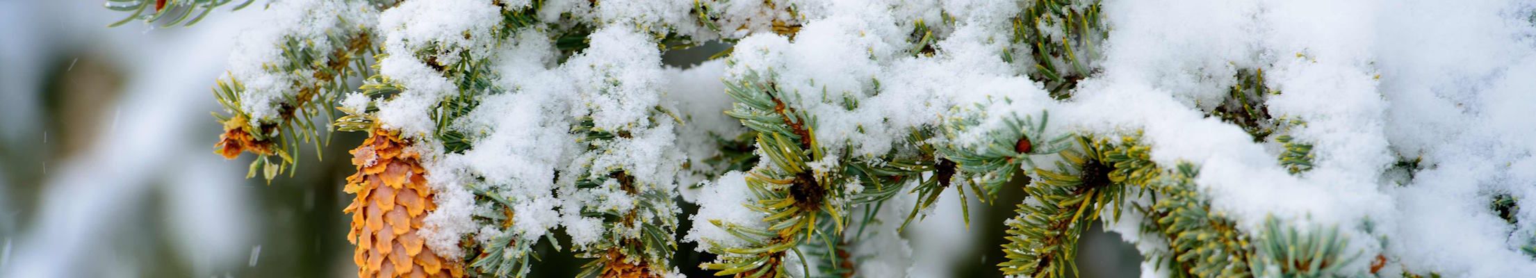 a pine cone on a tree covered in snow on UW's campus